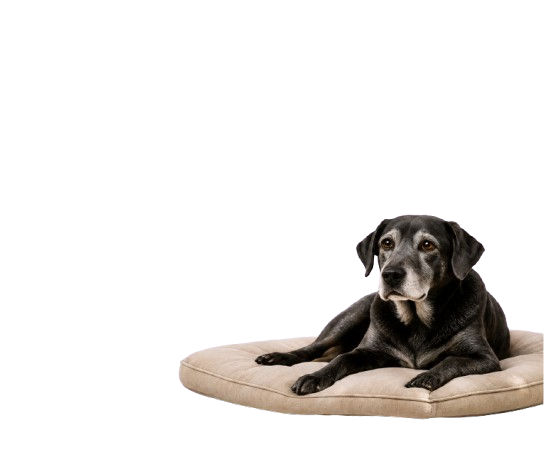 Productos para mascotas senior