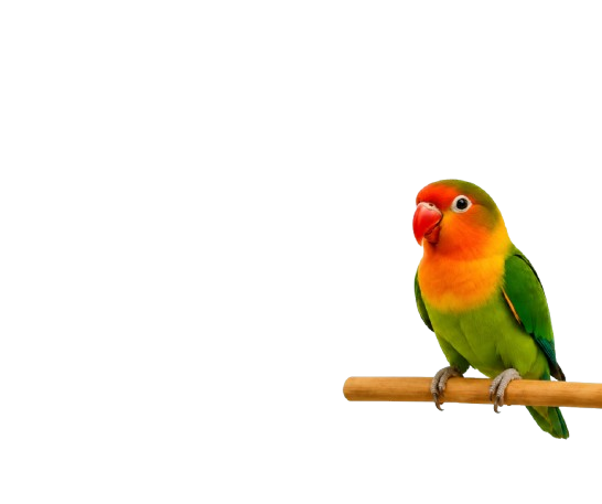 Productos para pájaros