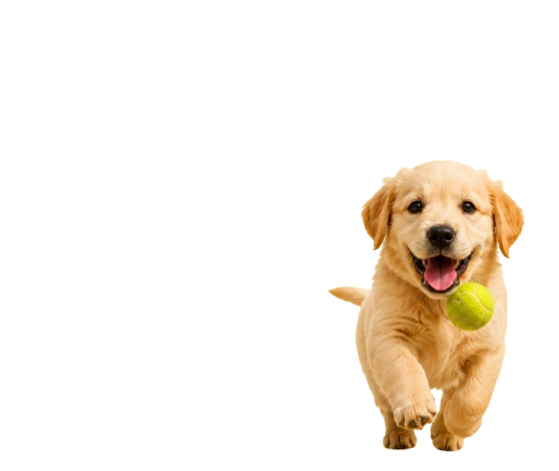 Productos para cachorros